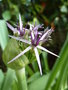 vignette Allium albopilosum christophii