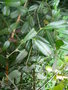 vignette SEVERINIA buxifolia
