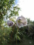 vignette gladiolus papilio