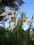 vignette acidanthera murielae