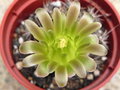 vignette Gymnocalycium mihanovichii var. stenogonum