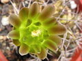 vignette Gymnocalycium mihanovichii var. stenogonum