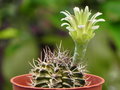 vignette Gymnocalycium mihanovichii var. stenogonum