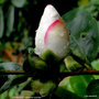 vignette Camlia ' YOIMACHI ' camellia hybride  , ( fraterna x sasanqua )