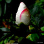 vignette Camélia ' YOIMACHI ' camellia hybride  , ( fraterna x sasanqua )