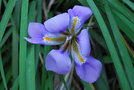 vignette Iris unguicularis