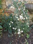 vignette Symphoricarpos albus