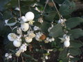 vignette Symphoricarpos albus (fruits)