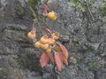 vignette plaqueminier (fruits)