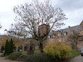 vignette Paulownia tomentosa