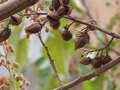 vignette Paulownia (fruits)