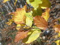 vignette Feuilles de htre