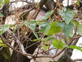 vignette Paulownia (fruits et feuilles)