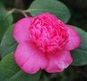 vignette Camellia japonica 'Hatsu-zakura'