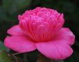 vignette Camellia japonica 'Hatsu-zakura'