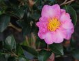 vignette Camellia sasanqua 'Momozono-nishiki' (Japon 1897)