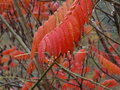 vignette sumac de Virginie?