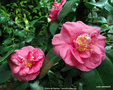 vignette Camlia ' Gloire de Nantes ' camellia japonica
