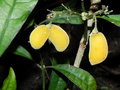 vignette Oxera microcalyx (fruits)