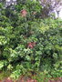vignette Archidendropsis paivana ssp. tenuispica