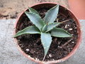 vignette Agave utahensis ssp kaibabensis Meadview Az (semis)