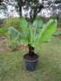 vignette ensete ventricosum