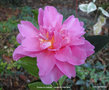 vignette Camlia ' Sowa-no-sakae ' camellia hiemalis, odorant