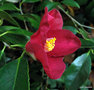 vignette Camlia,   semis de camellia japonica