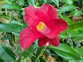 vignette Camlia, semis de camellia japonica