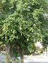 vignette Gmelina philippensis (arbre)