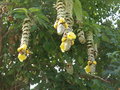 vignette Gmelina philippensis (fleurs)