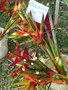 vignette Heliconias en bouquet, au march