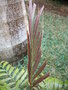 vignette ptychosperma cuneatum nouvelle palme