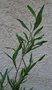 vignette Beyeria viscosa   / Euphorbiacées   / Australie