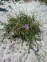 vignette Dianthus hyssopifolius subsp. gallicus = Dianthus gallicus - Oeillet de France