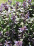 vignette Salvia officinalis var purpurea - Sauge pourpre