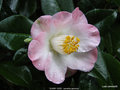 vignette Camlia ' SUNNY SIDE ' camellia japonica
