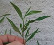 vignette Beyeria viscosa   / Euphorbiacées   / Australie