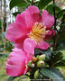 vignette Camlia ' Paradise Belinda ' camellia sasanqua