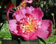 vignette Camlia ' Paradise Belinda ' camellia sasanqua
