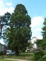 vignette Sequoiadendron giganteum