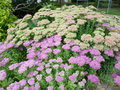 vignette Sedum spectabile - Orpin d'automne