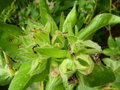 vignette Mirabilis longiflora