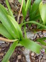 vignette Ornithogalum longibracteatum - toile de Bethlem