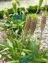 vignette Eucomis bicolor et Eucomis punctata