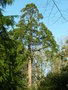 vignette Sequoiadendron giganteum