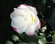 vignette Camlia ' ko-gyoku ' camellia sasanqua, odorant, varit  confirmer ?