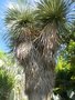 vignette Yucca australis