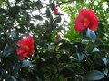 vignette Camellia Freedom bell au 19 11 11