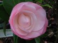 vignette Camellia japonica Desire autre vue au 20 11 11